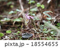 ホテイラン2008 18554655
