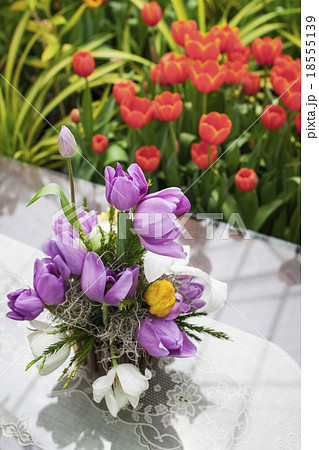 Tulip Tulip 18555139