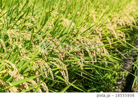 Paddy field 18555936