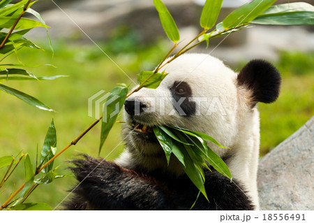 Hungry giant panda bear eating bamboo Hungry giant panda bear eating bamboo 18556491