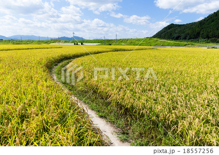 Foorpath between the paddy rice meadow Foorpath between the paddy rice meadow 18557256