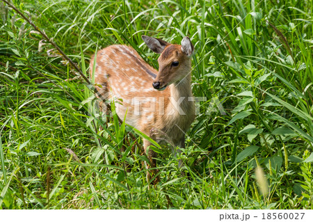 Wildness roe deer 18560027
