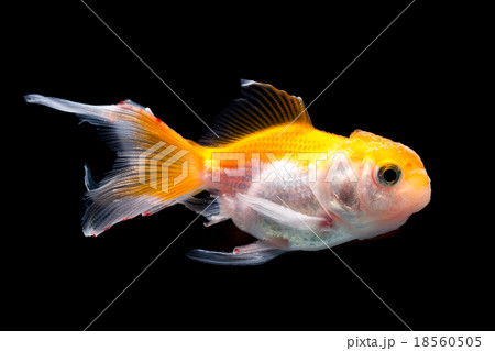 Goldfish on black background 18560505