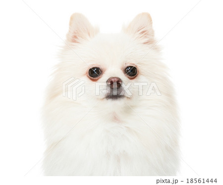 Pomeranian puppy dog Pomeranian puppy dog 18561444