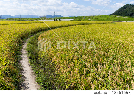 Walking path though the paddy rice 18561663
