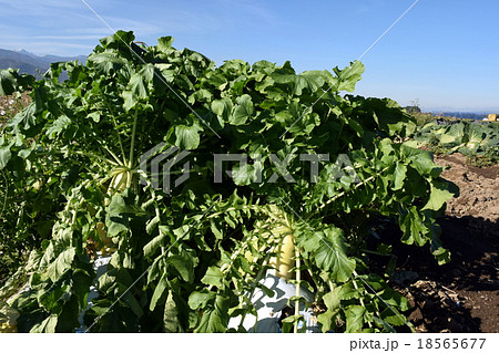 畑の大根 畑の大根 18565677