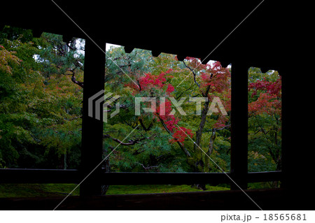 緑と紅葉 18565681