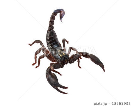 Scorpion Pandinus imperator isolated on white. Scorpion Pandinus imperator isolated on white. 18565932