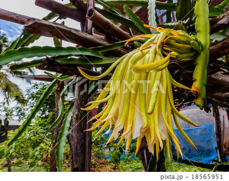 Dragon fruit flower in the garden Dragon fruit flower in the garden 18565951