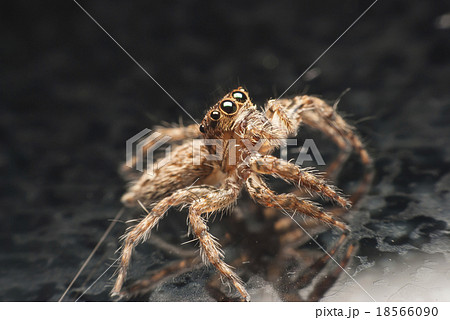 jumping spider. jumping spider. 18566090
