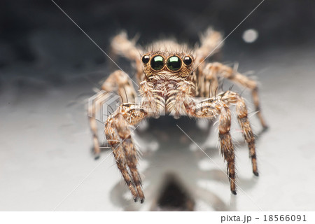 jumping spider. 18566091