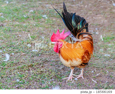 chicken bantam 18566169