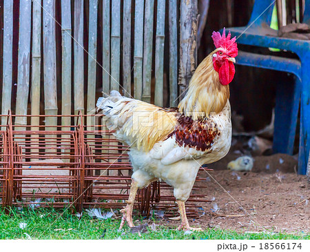 Rooster 18566174