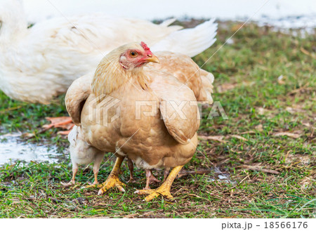 Hen guarding chicks Hen guarding chicks 18566176