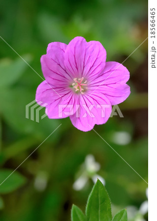 フウロソウ フウロソウ 18566465