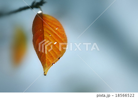 赤い葉っぱ 赤い葉っぱ 18566522