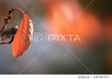 赤い葉っぱ 赤い葉っぱ 18566524