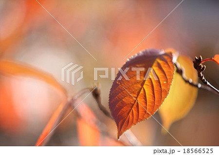 赤い葉っぱ 赤い葉っぱ 18566525