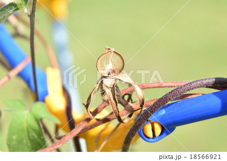 夏の終わり 朝顔の種 あさがお 夏の終わり 朝顔の種 あさがお 18566921