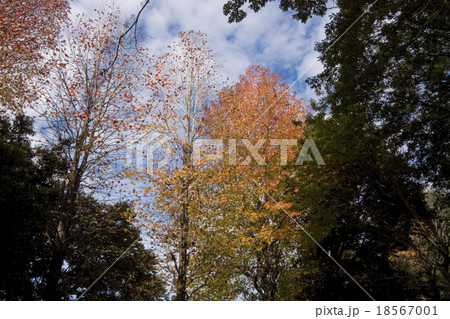 楓の紅葉・よこやまの道 楓の紅葉・よこやまの道 18567001