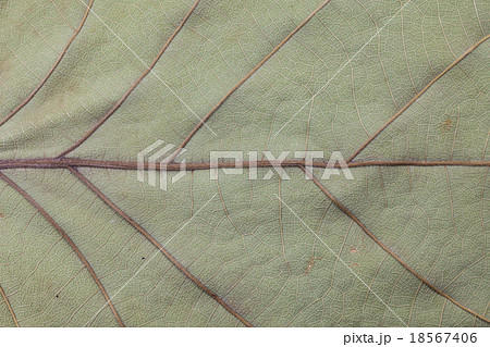 Dried leaf background. Dried leaf background. 18567406