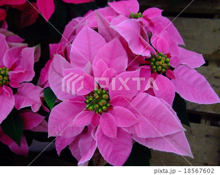 ポインセチア ピンク ポインセチア ピンク 18567602