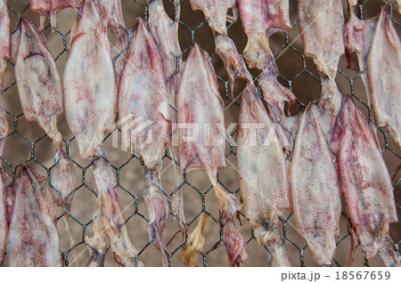 Dried squid Dried squid 18567659