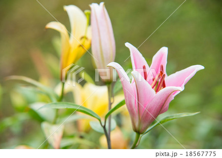 Pink lily isolated 18567775