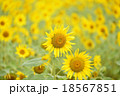 ひまわり畑 18567851