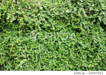 Background of Green Leaves Background of Green Leaves 18567921