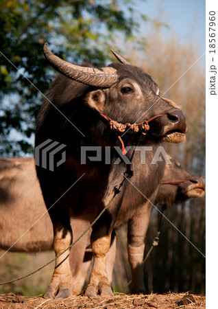 Buffalo Thai Southeast Asia Buffalo Thai Southeast Asia 18567960