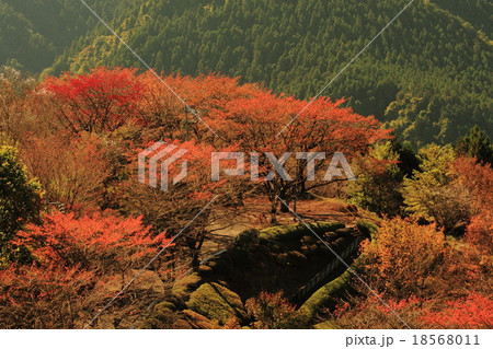 桜山の紅葉 桜山の紅葉 18568011