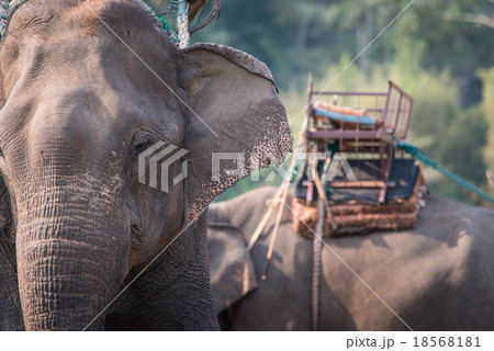 Close-up elephant 18568181