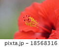 ハイビスカス 18568316