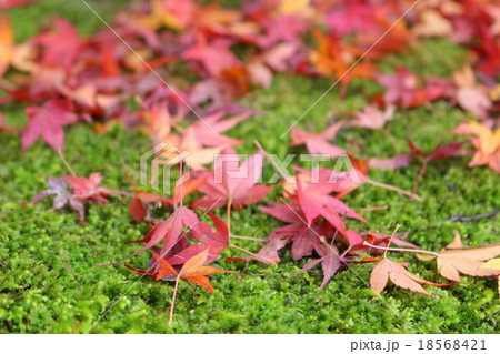 散ってもかわいいもみじ 18568421