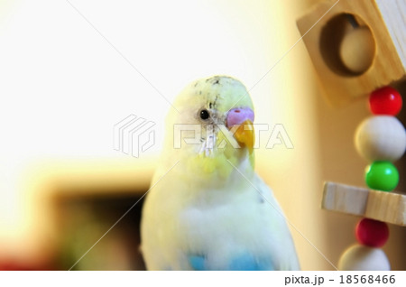 生後５ヶ月のかわいいセキセイインコの写真素材