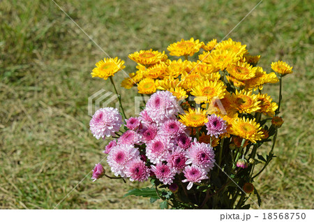 束にした菊 束にした菊 18568750