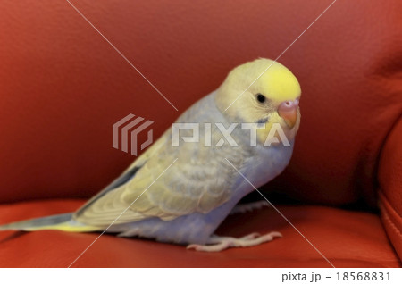 生後35日雛鳥のかわいいセキセイインコの写真素材