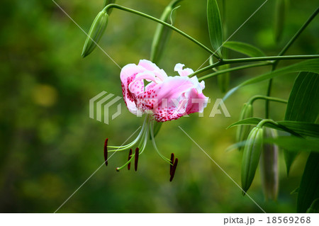 カノコユリの花 18569268