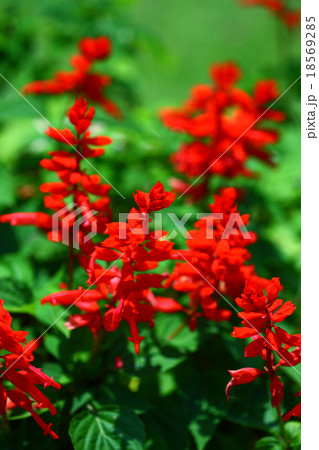 赤いサルビアの花の写真素材