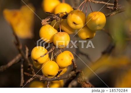 yellow Crab Apples Golden Hornet 18570284