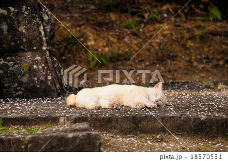 お昼寝ねこ 18570531