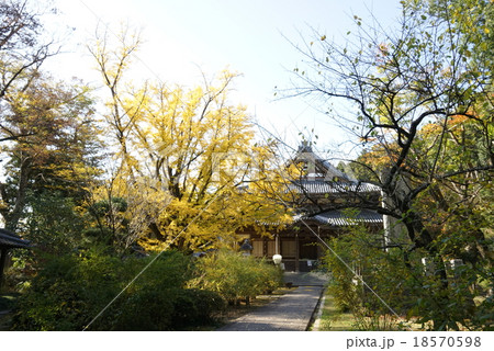 西念寺　大銀杏 18570598