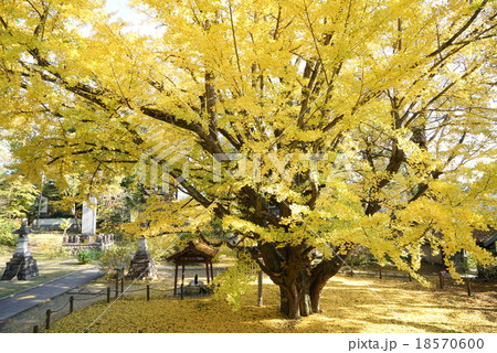 西念寺　大銀杏 18570600