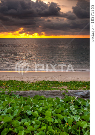 Log wood with beach morning glory at sunset time Log wood with beach morning glory at sunset time 18571555