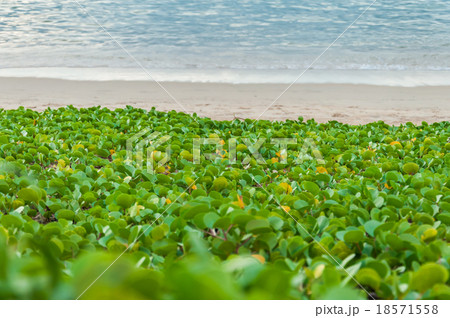 Beach morning glory on the white sand beach Beach morning glory on the white sand beach 18571558