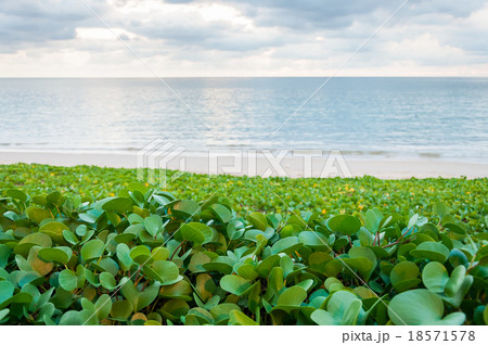Beach morning glory on the white sand beach Beach morning glory on the white sand beach 18571578