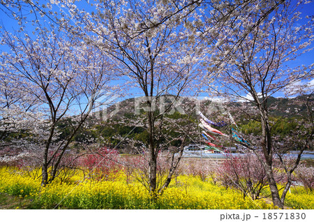 菜の花、桜、桃の花の競演、西川花祭り 18571830