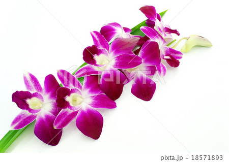 Thai Orchid flowers 18571893