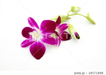Thai Orchid flowers Thai Orchid flowers 18571896